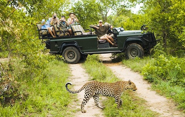 Wildlife Safaris