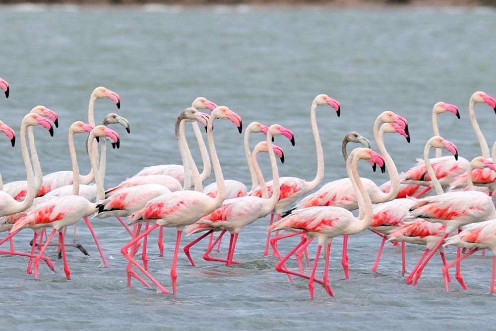 Bundala National Park