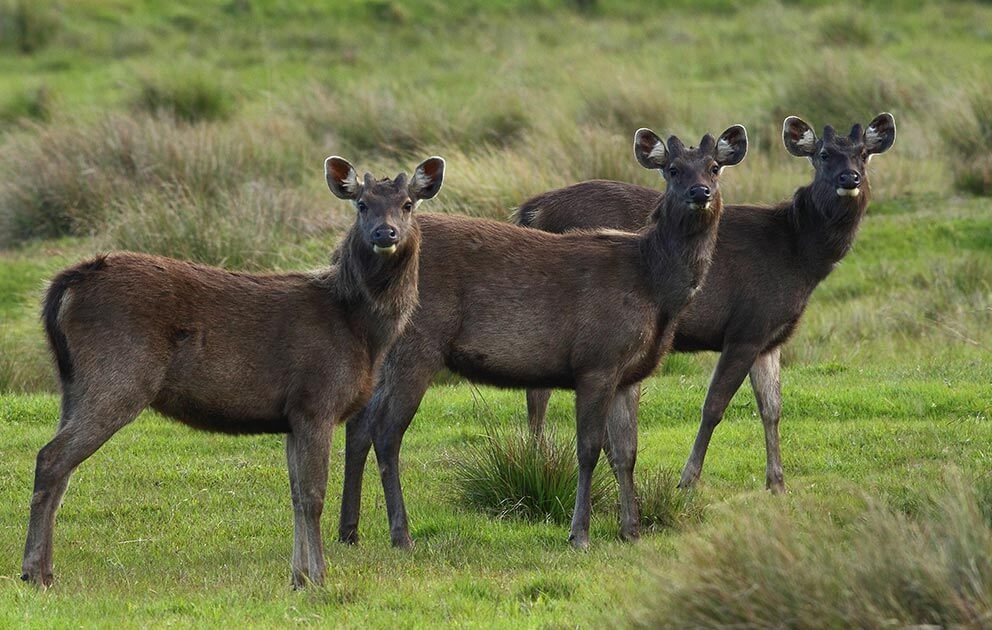 Horton Plains National Park