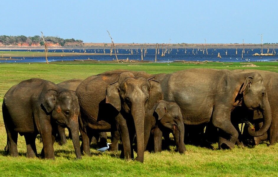 Minneriya National Park