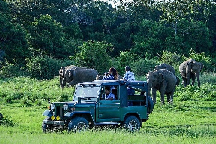 Safari Adventures
