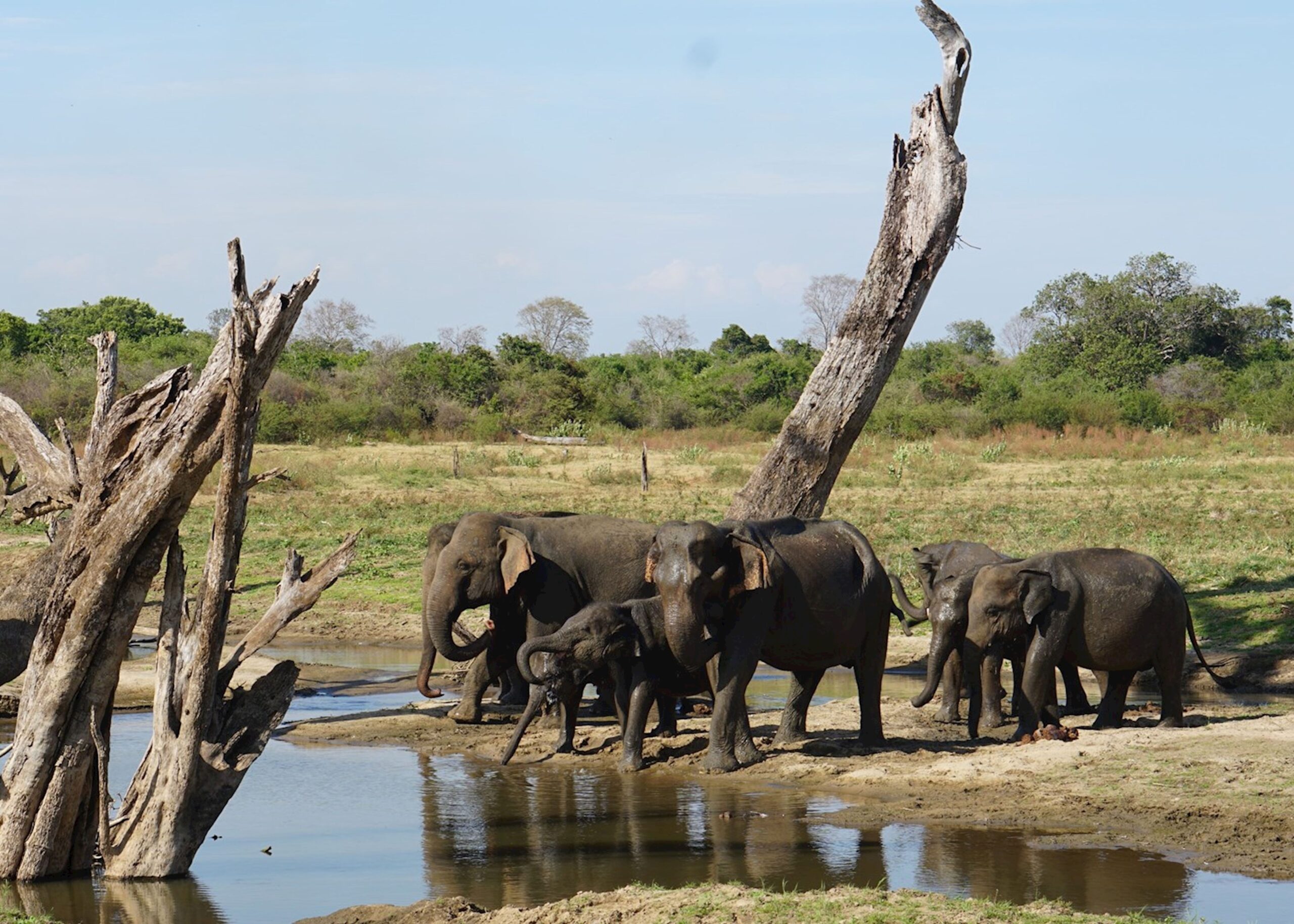 Udawalawe National Park
